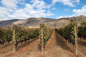 Fototapeta premium Vineyard in Osoyoos, British Columbia