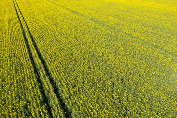 A field of yellow barley in Europe, France, Normandy, towards Ouistreham, in summer, on a sunny day.