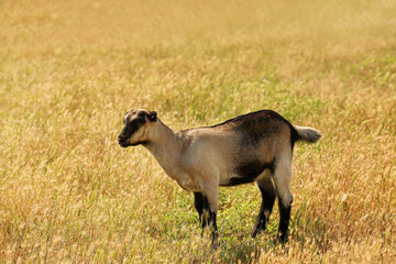 Cute funny goat on farm in sunny day