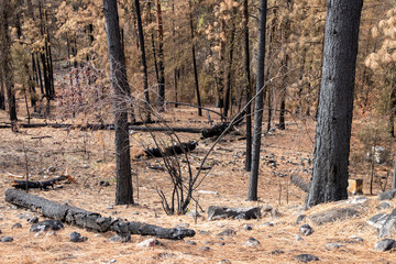 drought in the forest in British Columbia