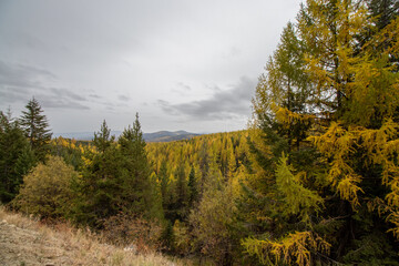 Larch trees in autumn in British Columbia