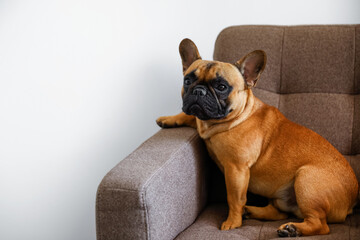 Cute French bulldog on armchair at home