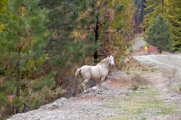 Fototapeta premium Wild horse on a gravel road in the forest in Oliver, British Columbia, Canada