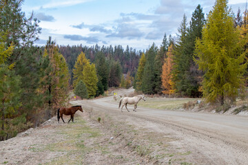 Two wild horses crossing on a gravel road in the forest
