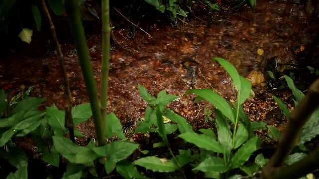 The Start or the Source of the River that Feeds into Olhos D&rsquo;Agua&rsquo;s Park Lagoa or Lagoon do Sapo and onto or Lake Paranoa in Brasilia, Brazil