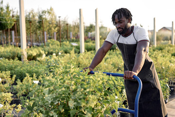 handsome american black man in uniform apron walking around in garden center outdoors searching for summer plants that are for sale. Walking around with cart for transportation of plants.