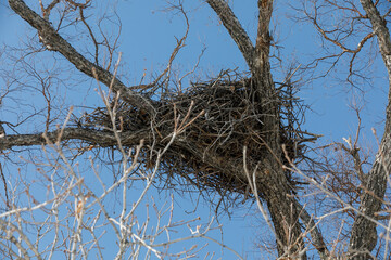 Nest of al-eastern stork on top of a tree in a field in winter. Red Book stork nest in Russia. Close-up.