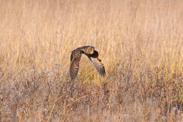 Long Ear Owl