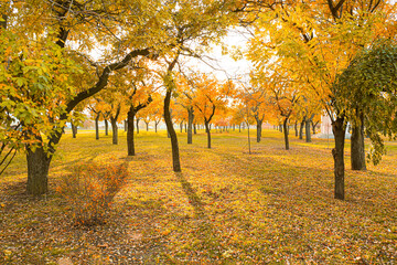 Beautiful trees and fallen leaves in autumn park