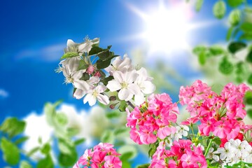 Blossoming branch apple. Bright colorful spring flowers. Beautiful nature Greeting card.