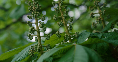 Green tree leafs blossoming against sky in closeup. Meditative nature view.