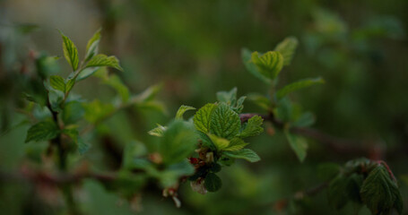 Closeup view tree leafs growing in forest. Tranquil nature background.