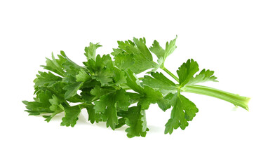 Celery leaf with water drop  isolated on white background