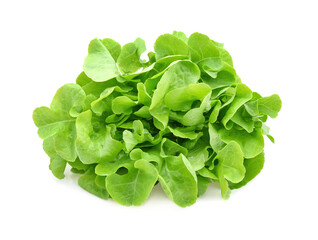 Green oak lettuce leaves isolated on white background