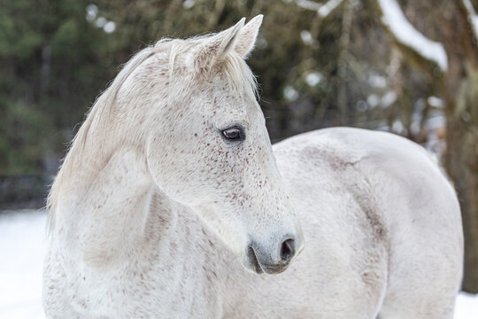 Portrait of a white arabian horse in front of a winter landscape
