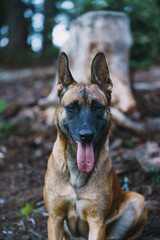 belgian Malinois looking straight at the camera