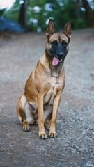 Belgian Malinois playing in the woods