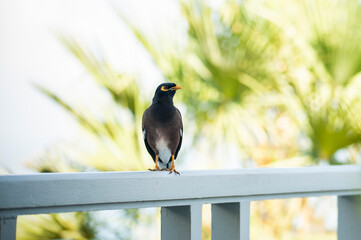 Close up of bird in Asia 