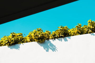 Greenery on a white stone wall 