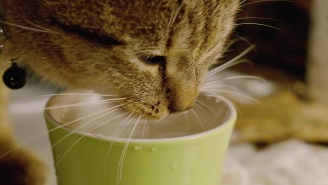 European grey kitten drinking water in a close up slow motion at 100fps
