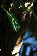 Leaf on tree in Thailand 
