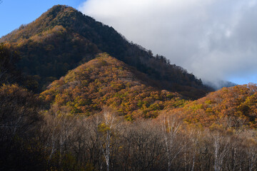 奥日光の紅葉