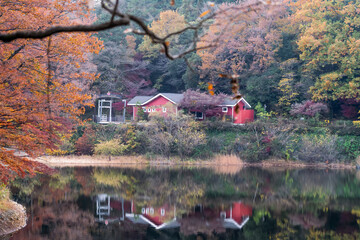 Beautiful autumn season maples Red and orange leave background. Colourful golden nature background. Japanese garden.