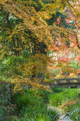 日本の秋　紅葉風景