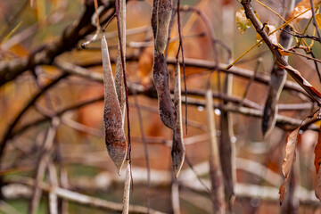 Beautiful autumn season maples Red and orange leave background. Colourful golden nature background. Japanese garden