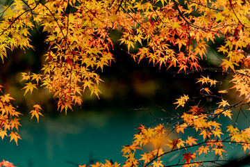Beautiful autumn season maples Red and orange leave background. Colourful golden nature background. Japanese garden