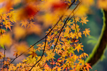 Beautiful autumn season maples Red and orange leave background. Colourful nature background. Japanese garden