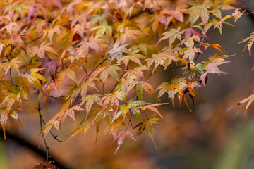 Beautiful autumn season maples Red and orange leave background. Colourful nature background. Japanese garden