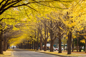 One of the most famous tree in Japanese autumn is the ginkgo and there is a ginkgo avenue in Hokkaido University