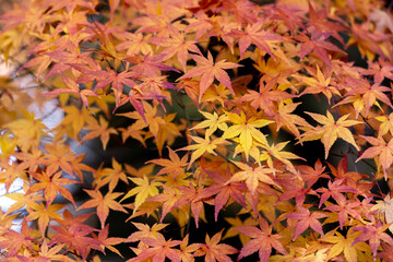 Beautiful autumn season maples Red and orange leave background. Colourful nature background. Japanese garden