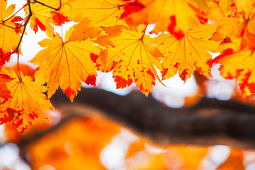 Fototapeta na wymiar The Maple leaves on sunny beautiful nature autumn background