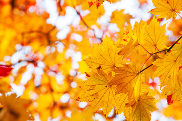 The Maple leaves on sunny beautiful nature autumn background