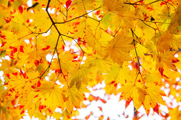 The Maple leaves on sunny beautiful nature autumn background