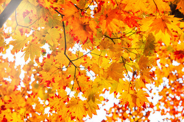 The Maple leaves on sunny beautiful nature autumn background