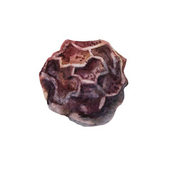 Watercolor seasoning black pepper with peas isolated on white background. Hand-drawn spicy condiment food peppercorn for cooking eat cookbook menu cafe. Clipart for soup salad, wallpaper