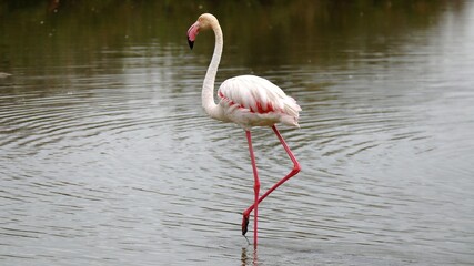 flamingo in the water