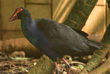 Porphyrio porphyrio, The western swamphen is a swamphen in the rail family Rallidae, one of the six species of purple swamphen and medium sized bird, with its large feet, bright plumage and red bill 