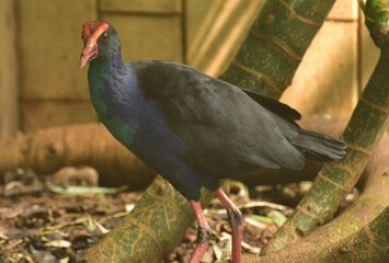 Porphyrio porphyrio, The western swamphen is a swamphen in the rail family Rallidae, one of the six species of purple swamphen and medium sized bird, with its large feet, bright plumage and red bill 