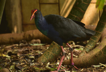 Porphyrio porphyrio, The western swamphen is a swamphen in the rail family Rallidae, one of the six species of purple swamphen and medium sized bird, with its large feet, bright plumage and red bill 