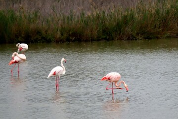 flamingos in the lake