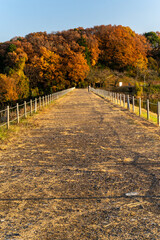 Naklejka premium Beautiful autumn season maples Red and orange leave background. Colourful golden nature background. Japanese garden.