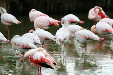pink flamingos in the water