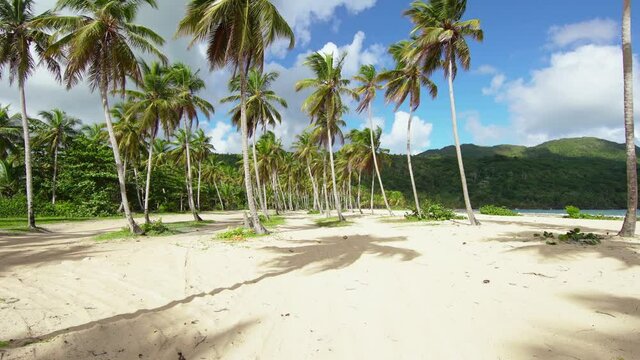 A long sandy beach fringed with slender rows of coconut trees. An incredible landscape with rich bright colors of the Caribbean summer. The best beach in the world in the Dominican Republic.