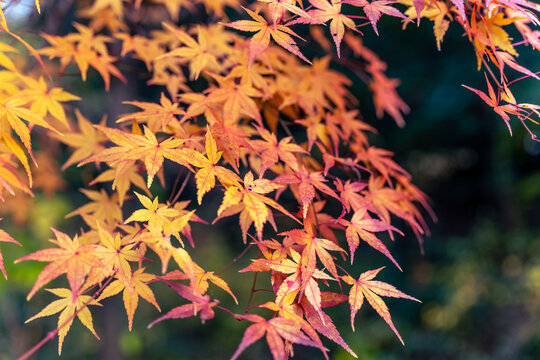 Beautiful autumn season maples Red and orange leave background. Colourful nature background. Japanese garden