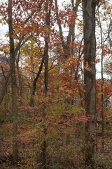 Autumn Trees with Gold and Rust leaves in Daylight