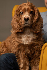 Studio portrait of a cocker spaniel dog   in a yellow chair. He is cute. The background is grey. 
